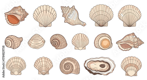 An assortment of different types of seashells and ocean mollusk shells, including conch, scallop, and spiral forms, in a vintage illustration style.