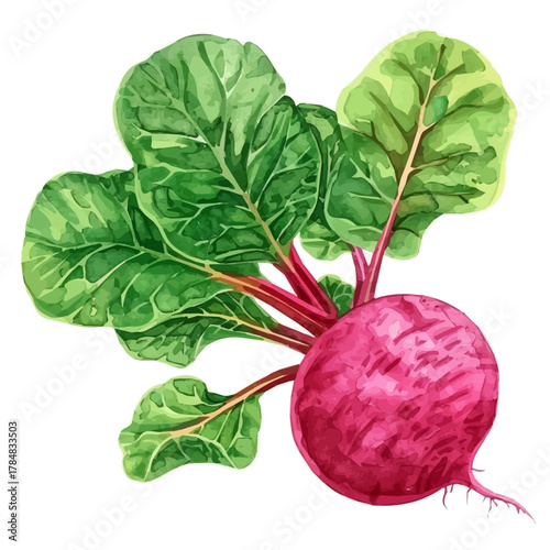 Vector illustration set, eps format, My Watercolor illustration, sliced radish in flight Set painting isolated on a white background, EPS painting design