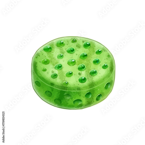 My Watercolor design, flat sliced sponge gourd paintings isolated on a white background, illustration, AI painting design, vector set, eps format design