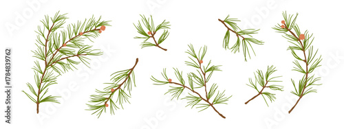 Christmas pine branches clipart set. Green spruce twigs of different shapes and sizes. Flat vector illustration for holiday decor.