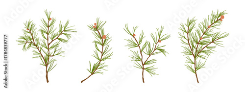 Festive pine twigs vector collection. Various fir branch illustrations for winter and Christmas decoration.