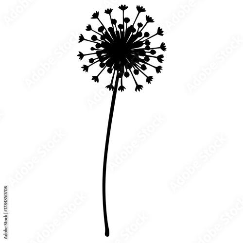 dandelion on white background