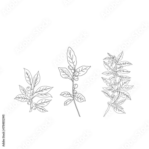 Seamless floral pattern. Branch with leaves. vector illustration of coffee branch. Coffee plant branch with leaf. Hand drawn Coffee tree vector. Coffee beans and leaves. Branch of a plant