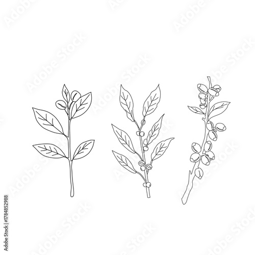 Seamless floral pattern. Branch with leaves. vector illustration of coffee branch. Coffee plant branch with leaf. Hand drawn Coffee tree vector. Coffee beans and leaves. Branch of a plant