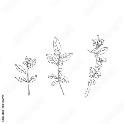Seamless floral pattern. Branch with leaves. vector illustration of coffee branch. Coffee plant branch with leaf. Hand drawn Coffee tree vector. Coffee beans and leaves. Branch of a plant