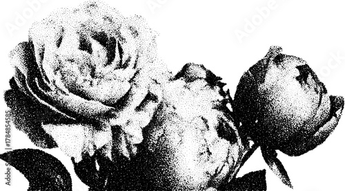 Vintage rose flower illustration. Black silhouette engraving style with fine details, suitable for decorative purposes. This is a vector illustration.