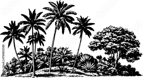 Vintage palm trees illustration set in black and white outline. Detailed vector illustration showcases tropical scenery and nature elements.
