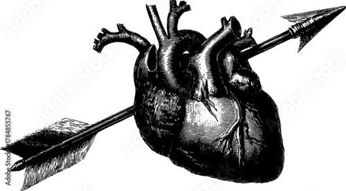 Heart with an arrow engraving in vintage style. Detailed black and white vector illustration of anatomy.