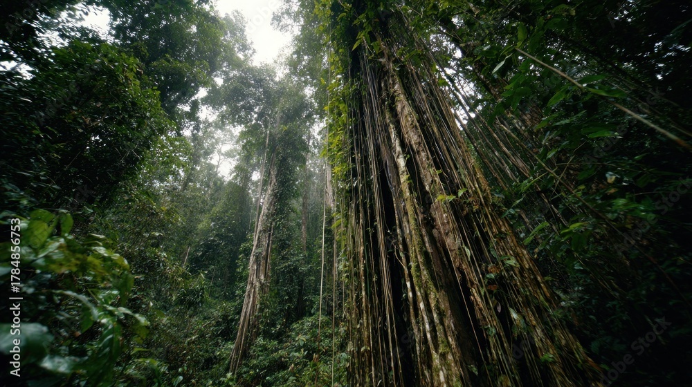 Fototapeta premium Lush rainforest canopy. Tall trees