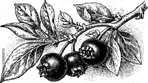 Vintage black and white vector illustration of a berry branch with leaves. Detailed engraving style showcasing intricate textures in this botanical art set.