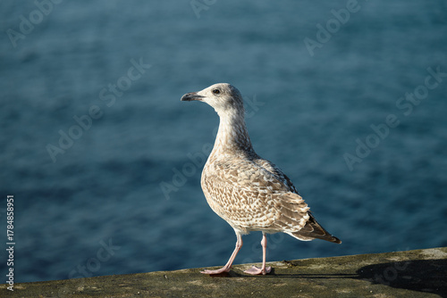 Fototapeta Naklejka Na Ścianę i Meble -  Seagull standing on a breakwater by the Baltic Sea on a sunny day