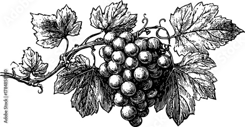 Grape cluster with vine and leaves in vintage style. Botanical vector illustration with handdrawn details.
