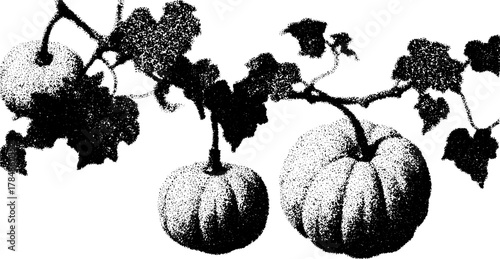 Black silhouette of a pumpkin and leaves in hand-drawn style. Simple vector illustration, ideal for autumn or harvest-themed projects.