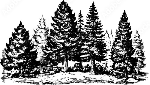 Outline drawing of trees in a vintage style. Detailed vector illustration of a forest scene with coniferous trees.