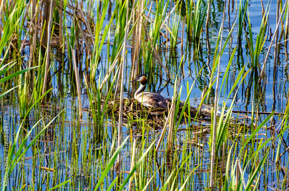 Fototapeta premium Great crested grebe tending nest among green reeds in calm spring wetland. Wild waterbird caring for eggs on floating nest, tranquil morning light, natural wetland habitat, symbol of protection mother