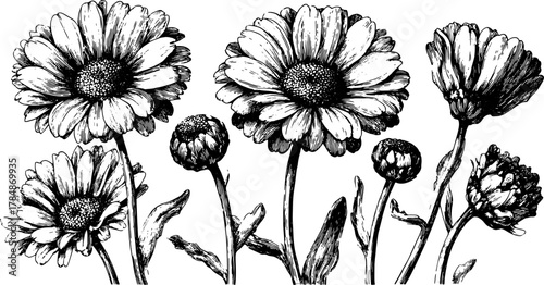 Black and white flower outline illustration. Vintage botanical drawing set with detailed floral elements. Vector illustration for various uses.