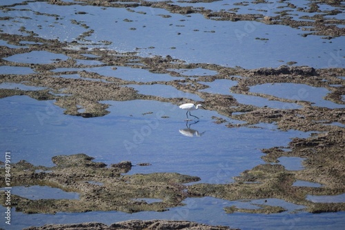 Seagull standing on rocks by the Atlantic Ocean in Casablanca, Morocco