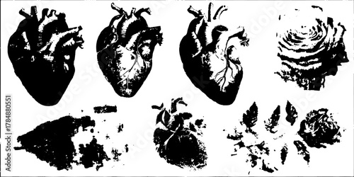 Heart anatomy vector illustration in black and white. Anatomical drawings of hearts and rose patterns featured in a detailed graphic set.