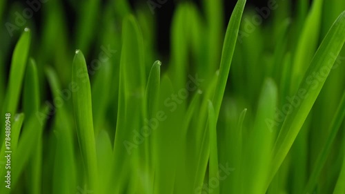 Juicy green grass macro, slider shot