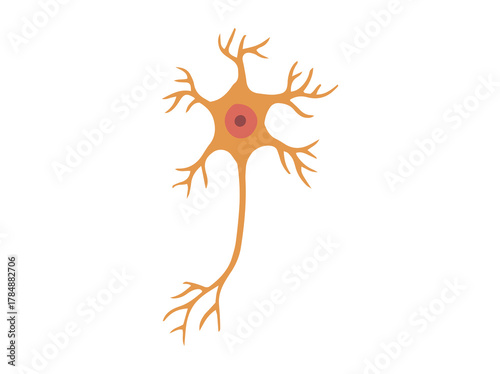 Multiporal Neuron Cell or Motor Neuron