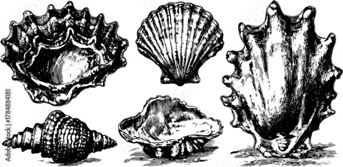 Vintage shell engravings shown in a hand-drawn style. Black outline prints of seashells create a detailed decorative set for various design projects, vector illustration.