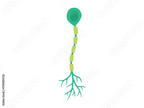 Uniporal Neuron Cell or Sensory Neuron
