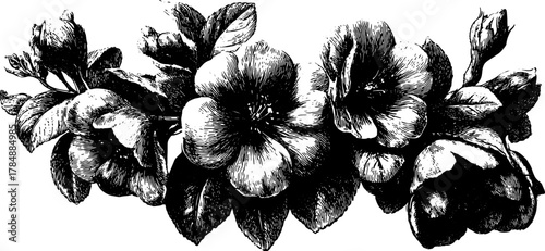 Vintage flower engraving set. Hand-drawn floral illustration with detailed outline in black vector format, showcasing natural beauty and artistry.
