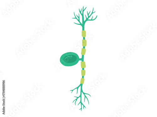 Pseudounipolar Neuron Cell Clip Art