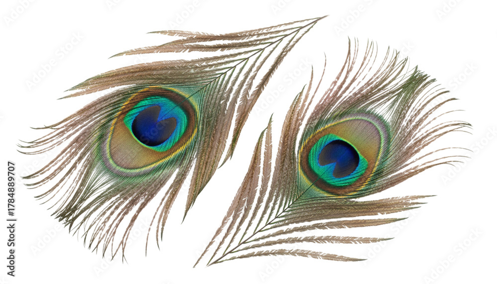 Obraz premium Exotic peacock feather eye duo isolated on transparent background