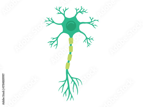 Multiporal Neuron Cell or Motor Neuron