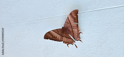 Lyssa zampa perches on a white wall. The Urania Moth is a large moth with dark brown wings and a long white stripe across the middle of each pair of wings. It is nocturnal. While flying looks like bat