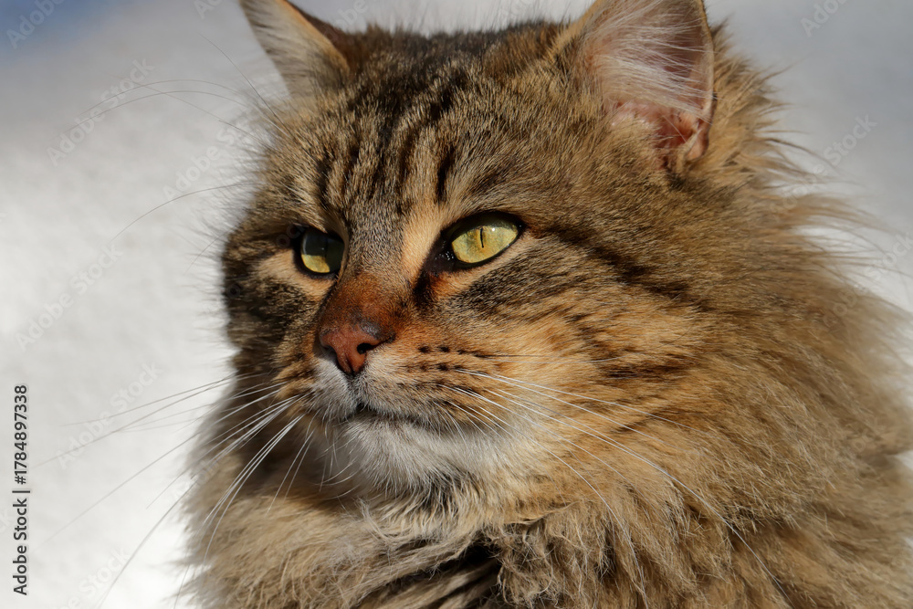 Fototapeta premium A stunning portrait of a gorgeous long-haired cat with captivating green eyes.