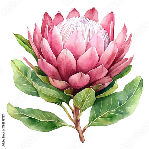 Protea Flower, watercolor vector, isolated on a white background.