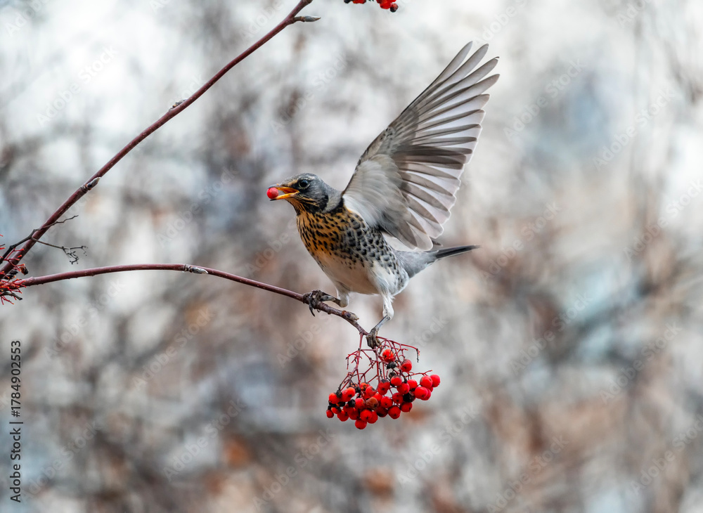 Naklejka premium thrush fieldfare sitting on a branch with scarlet ripe berries flapping its wing