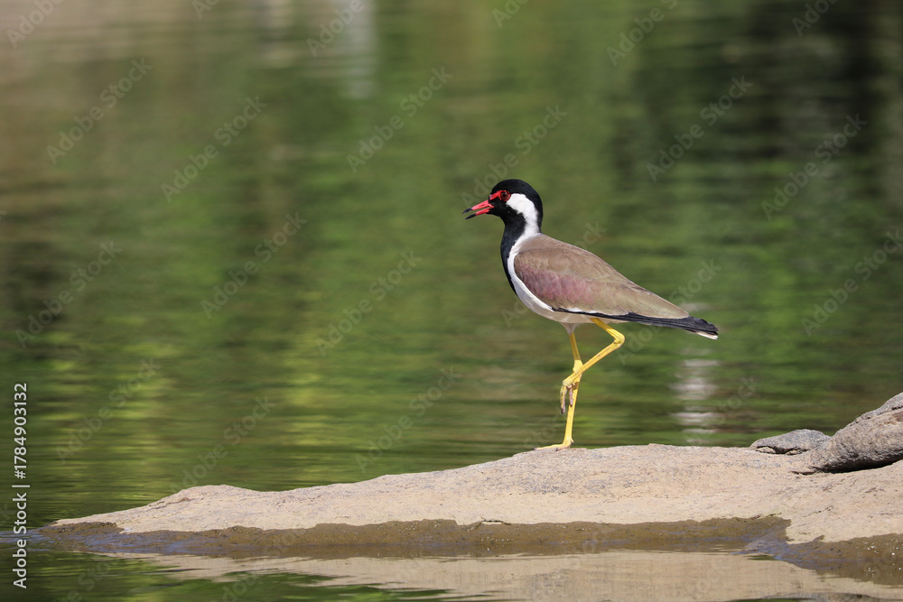Obraz premium Yoga, anyone? A Red-wattled lapwing bird spotted in Ranganathittu Bird Sanctuary, Karnataka India.