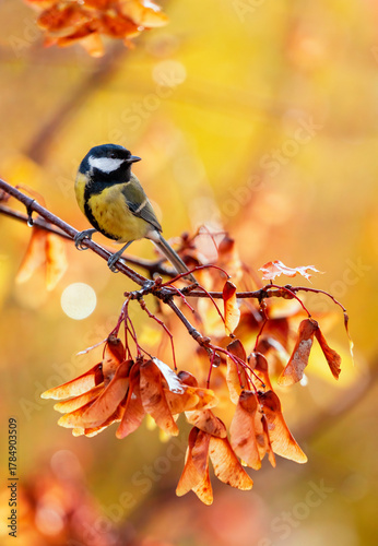 Tit bird sitting on maple branches with golden seeds in autumn sunny garden