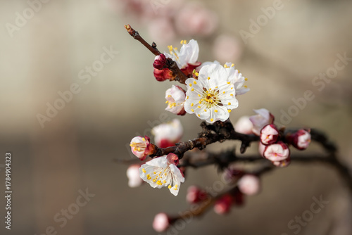 Fototapeta Naklejka Na Ścianę i Meble -  Apricot tree branches bursting with white and pink blossoms and unopened buds, symbolizing new beginnings, the arrival of spring, and the beauty of nature awakening