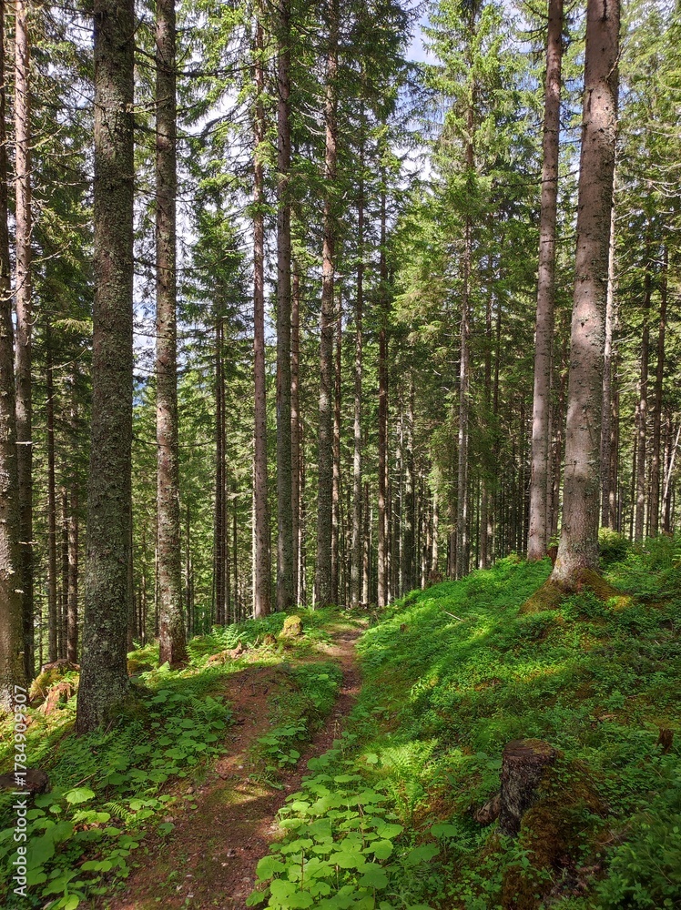Fototapeta premium Vertical View of Sun-Dappled Path Winding Through Tall Alpine Spruce Forest