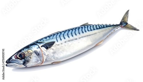 Fresh mackerel fish isolated on white background with blue stripes details