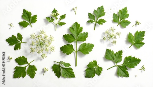 Fresh Parsley and Flowers on White Background, Top View, Herb, Food and Nature