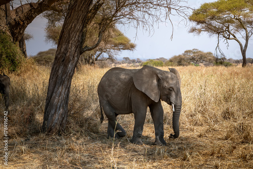 Canvas Print Beautiful elephants in the African savannah