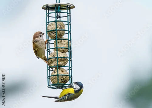 Tapety ptaki przy karmniku z kulami tłuszczowymi