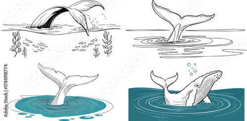 Four illustrations of whale tails emerging from water, showcasing different perspectives and artistic styles.