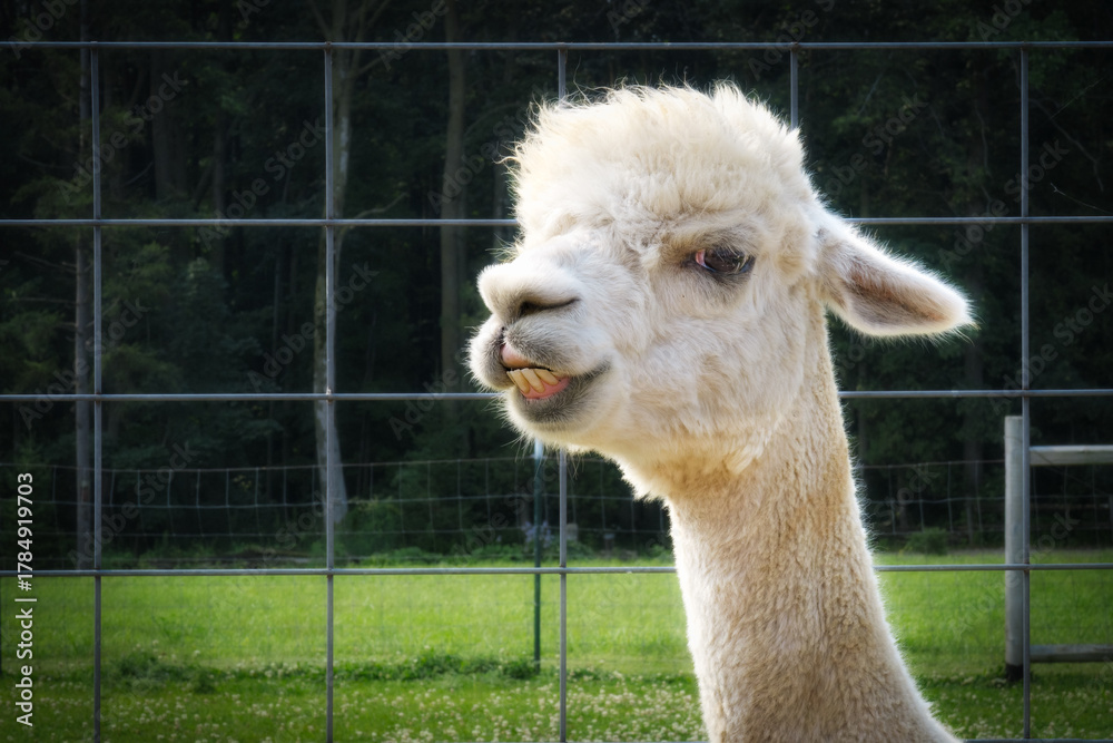 Obraz premium Toothy Smile