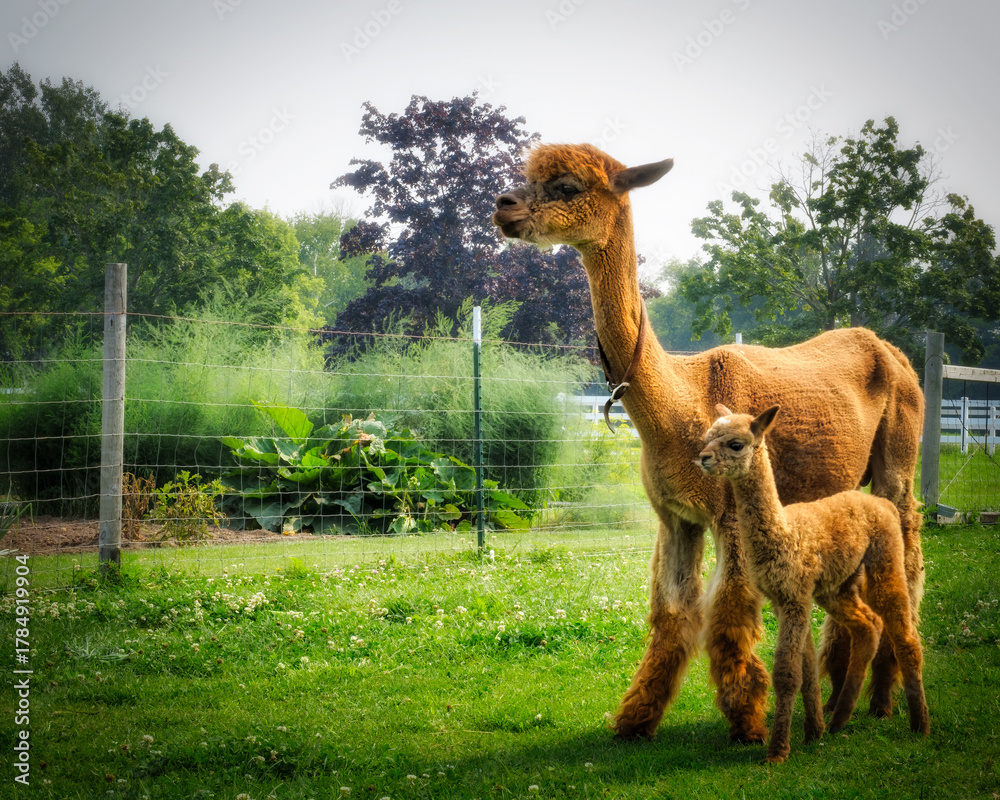 Obraz premium Mom and Baby 3