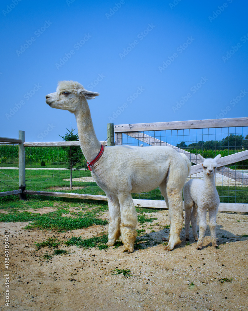 Naklejka premium Mom and Baby