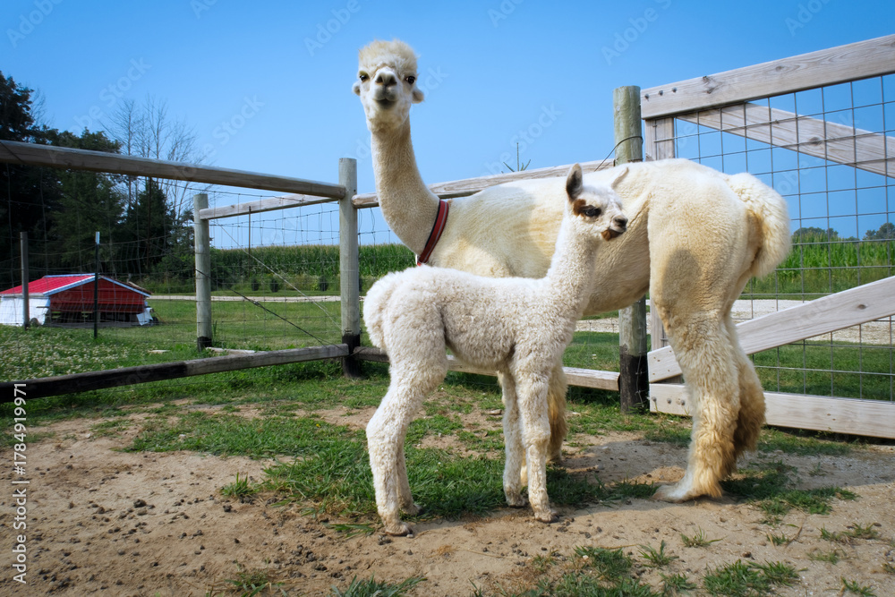 Obraz premium Mom and Baby 2