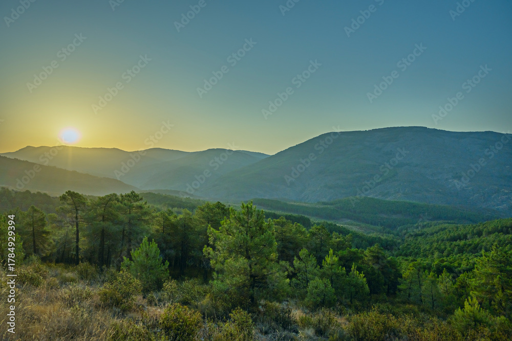Obraz premium The effect of the rising sun creating beams of light through the morning mist in a maritime pine forest, with sandy soil covered in brown cones