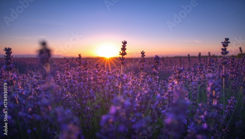 Stunning lavender field at sunset with vibrant colors and golden hour glow, perfect for travel and wellness campaigns