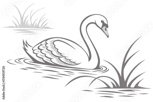 Swan Swimming in Water with Reeds Keywords: swan, bird, animal, wildlife, water, lake, pond